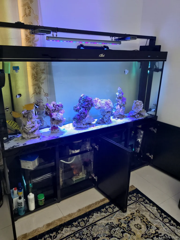 Marine saltwater aquarium62931680762242112