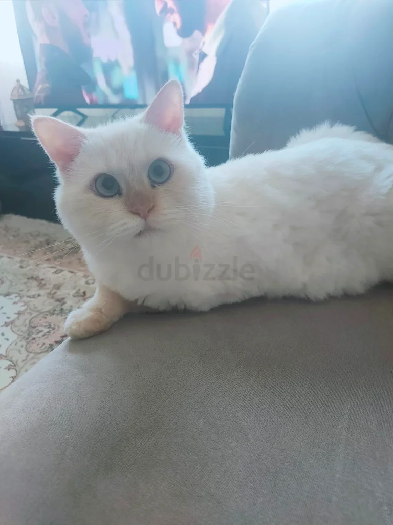 Ajman63231687499777112