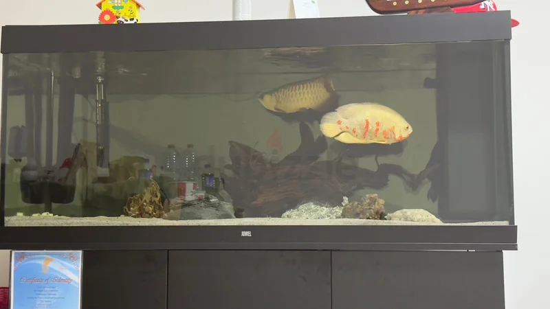Juwel 450:Stunning Fish Aquarium.62930649491458111