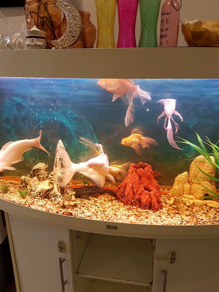 Beautifully set up JUWEL COMPANY aquarium with vibrant fish for sale!63233644956417113