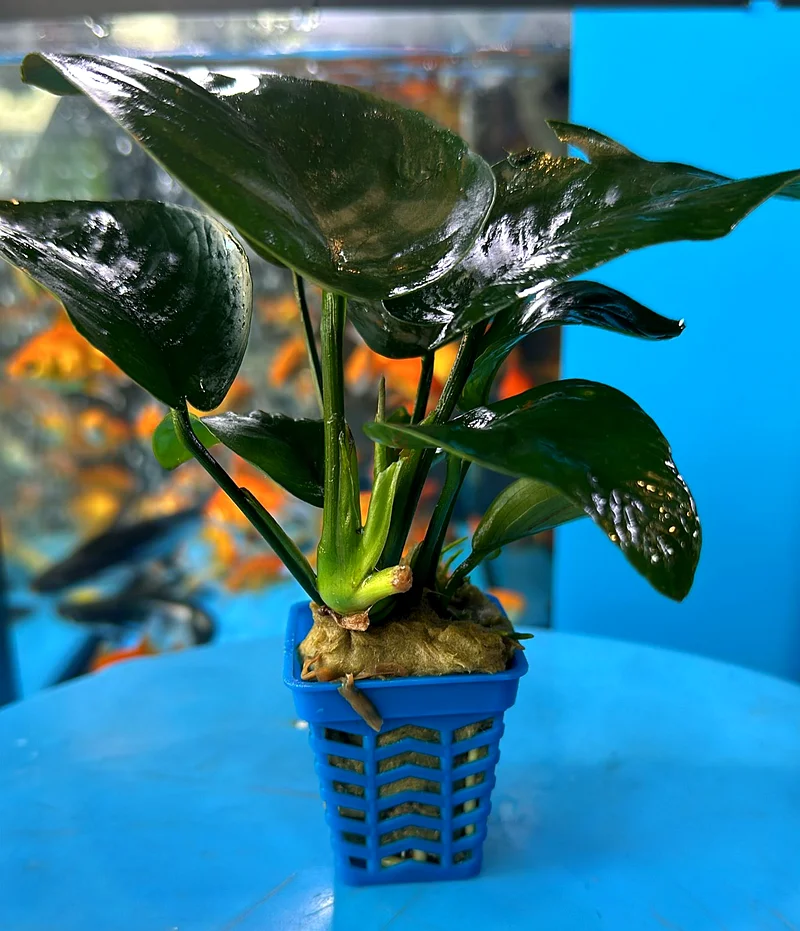 UAE Handmade Fish Tanks: Customized Glass Aquariums63232650297090112