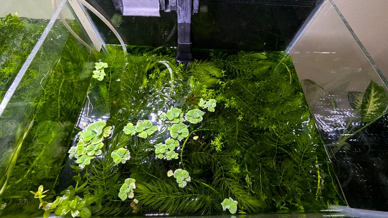 Aquarium wth plans63264079101442111