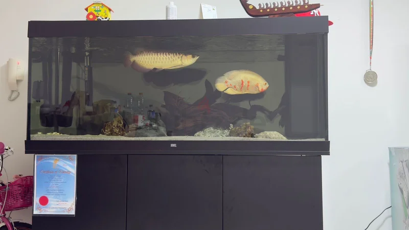 Juwel 450:Stunning Fish Aquarium.62930649491458112