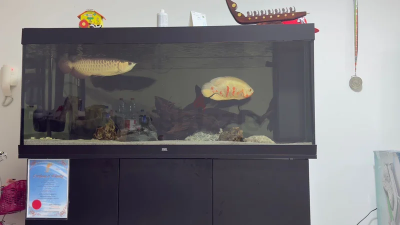Juwel 450:Stunning Fish Aquarium.629306494914581121