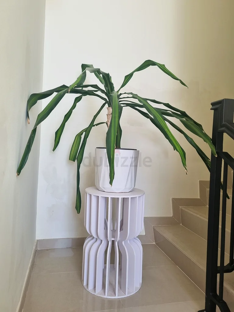“Dracaena” natural indoor plant63189120174723111
