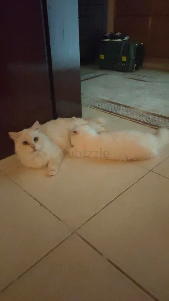 Ajman63231687499777118