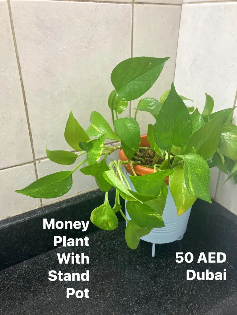 Plant