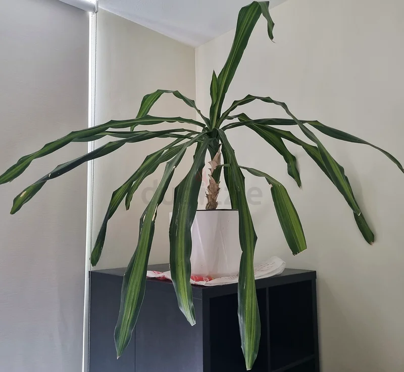 “Dracaena” natural indoor plant63189120174723113