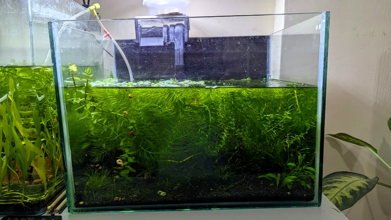 Aquarium wth plans63264079101442112