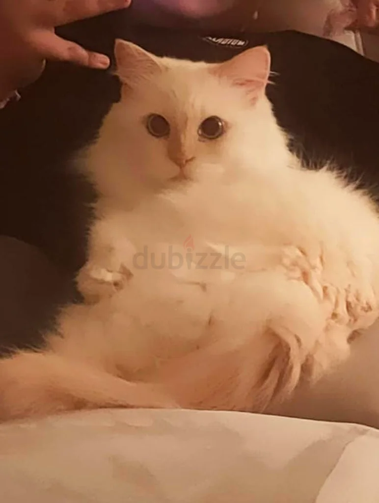 Ajman63231687499777111