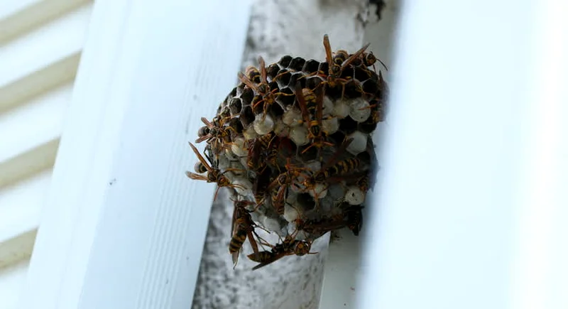 Little pest we take care of you62930660531330112