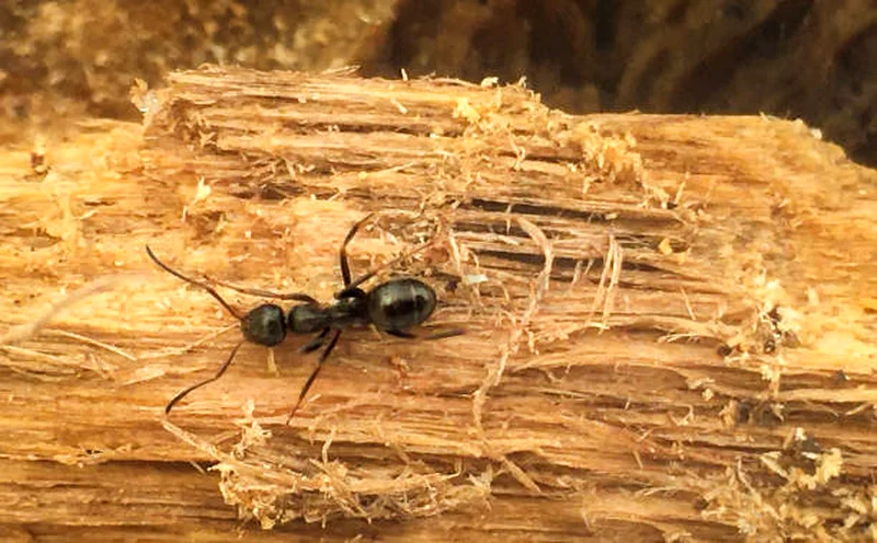 Insects control in Dubai ( pest control)62930660193665113
