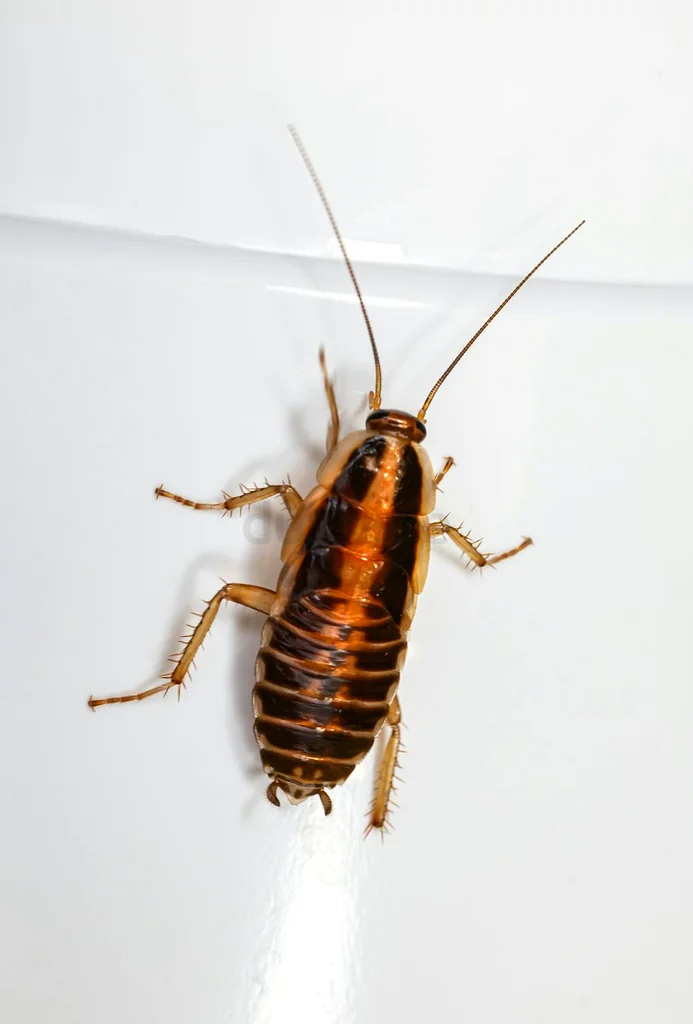 Light up your home, not pest62930660574465112