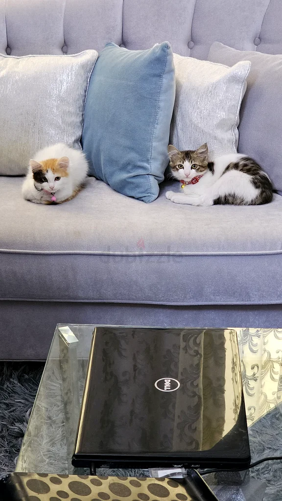 Cute Kittens For Free Adoption632351152554271123