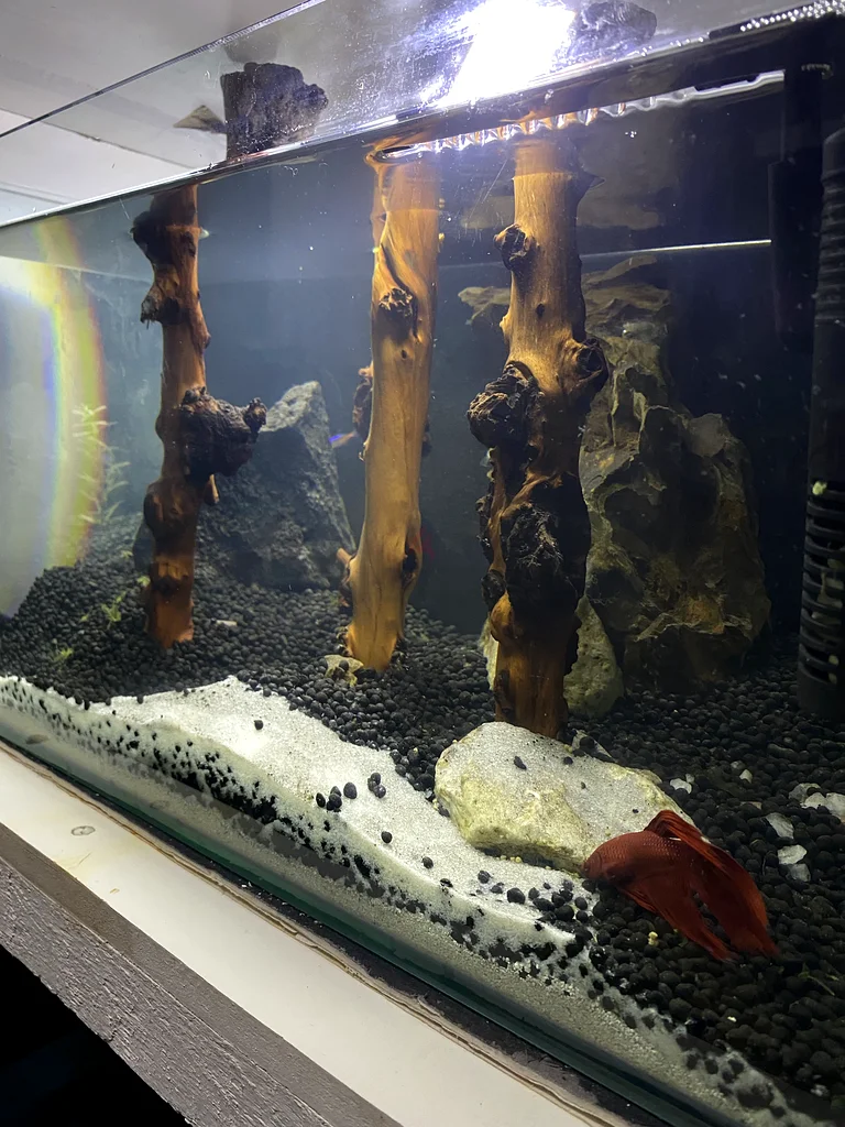 Beautifully Planted Aquarium for Sale! With fish632640783034911114