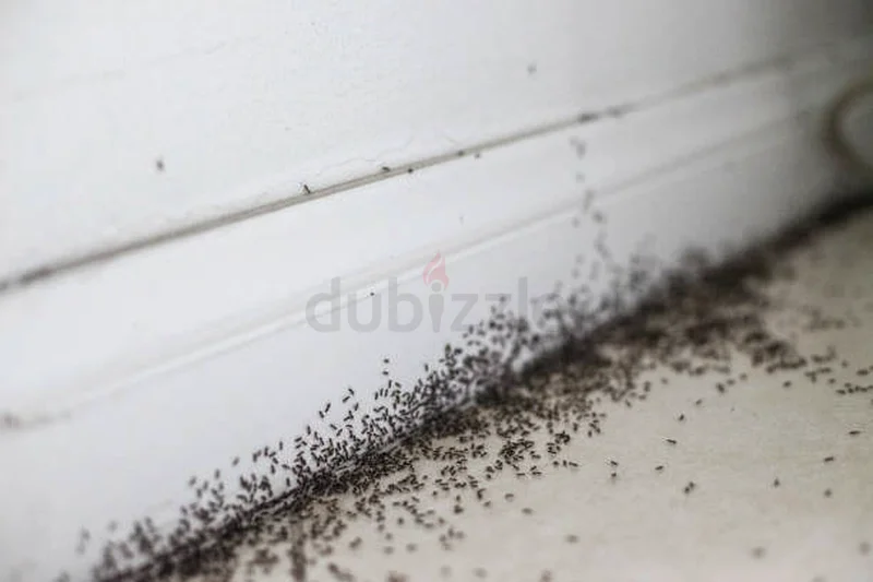 Light up your home, not pest62930660574465113