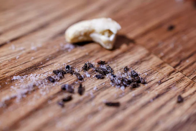 Little pest we take care of you62930660531330113