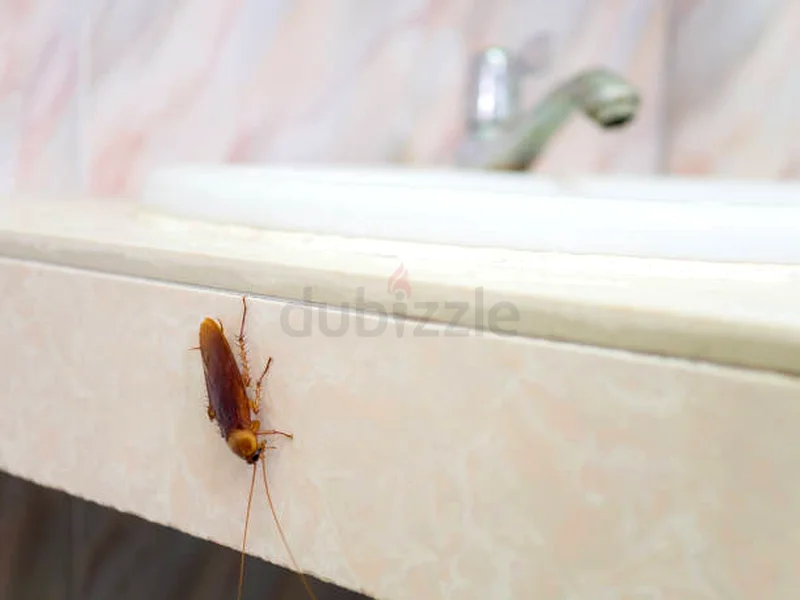 Light up your home, not pest62930660574465115
