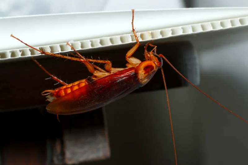 Insects control in Dubai ( pest control)62930660193665112