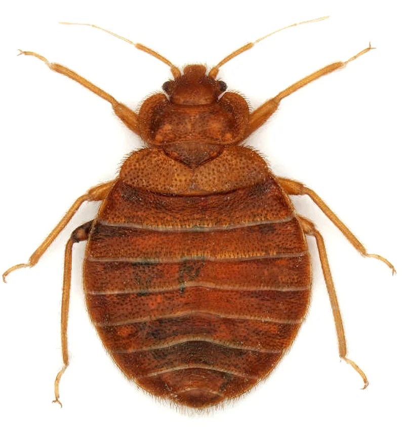 Insects control in Dubai ( pest control)62930660193665111