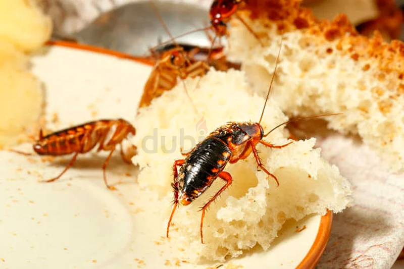 Insects control in Dubai ( pest control)62930660193665118
