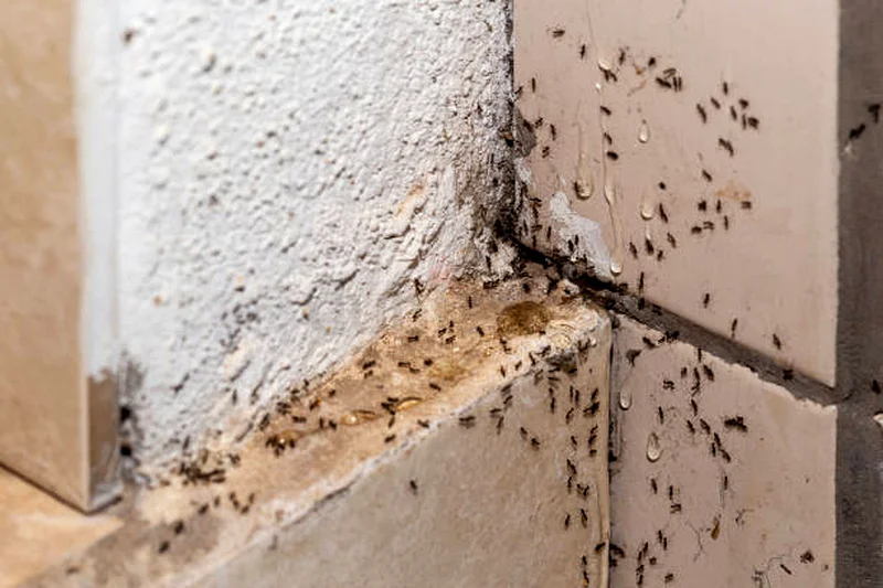 Little pest we take care of you62930660531330117