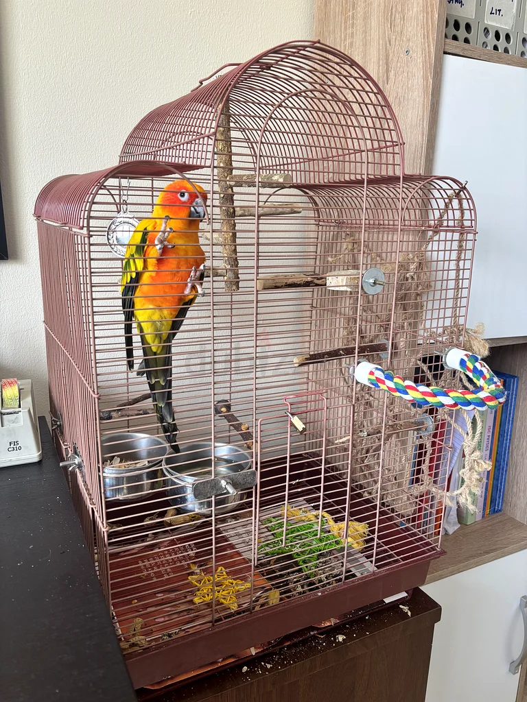 Parrot Spacious large Cage for Sale!62930649095683111