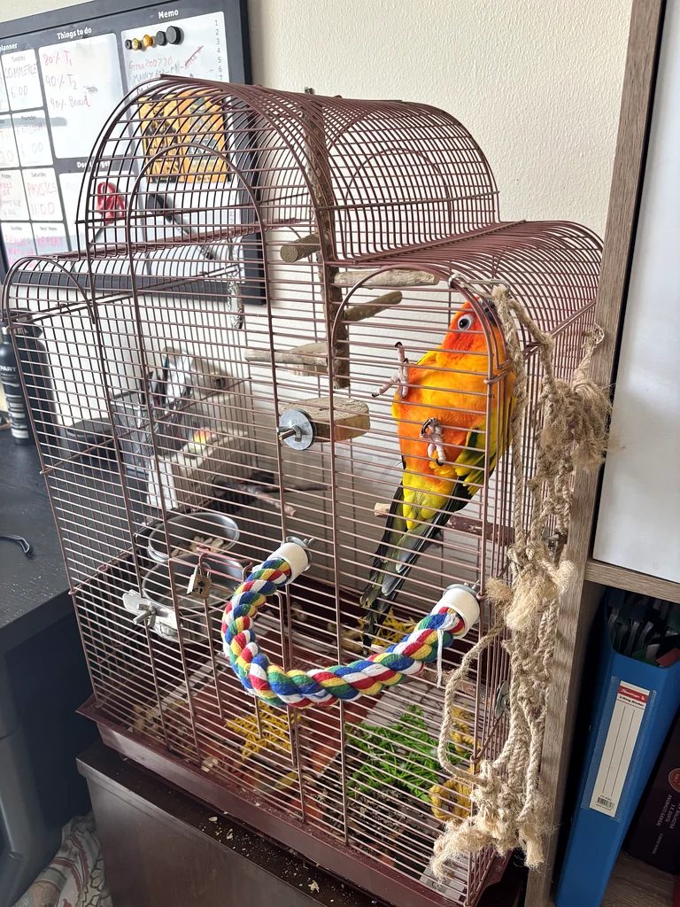 Parrot Spacious large Cage for Sale!629306490956831117