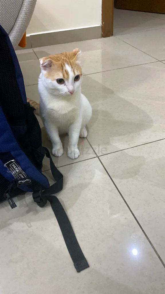 SCOTTISH FOLD KITTEN FOR ADOPTION FREE63220330373507113