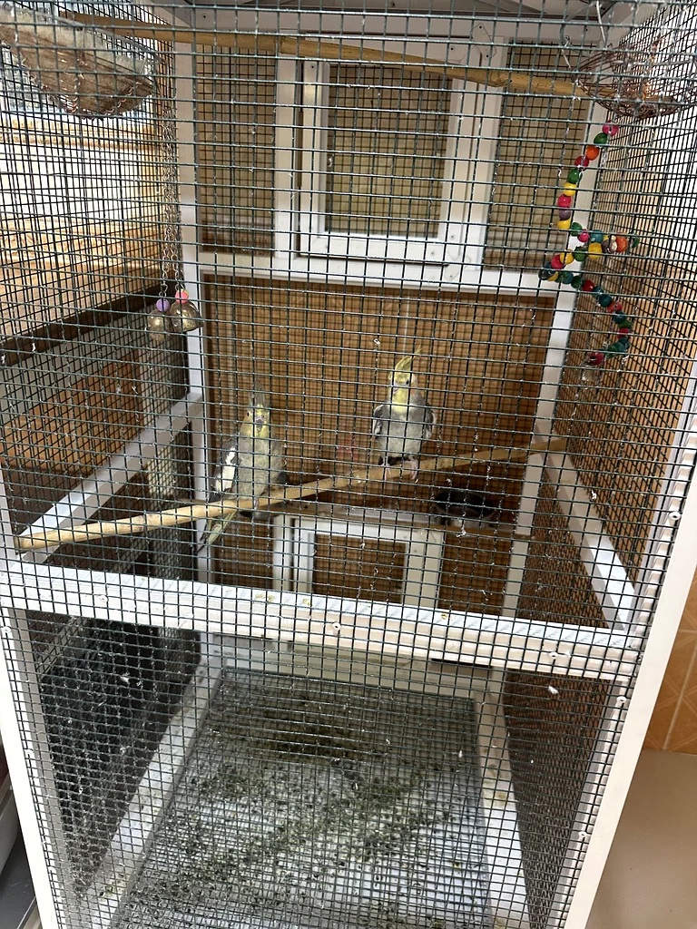 spacious Bird Cage for Sale - Perfect for Your Feathered Friends!63232650344835111