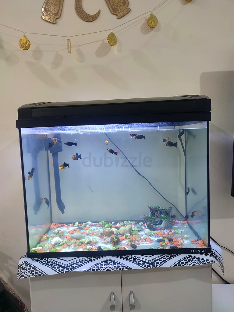 Fish aquarium with fishes632336449345311126