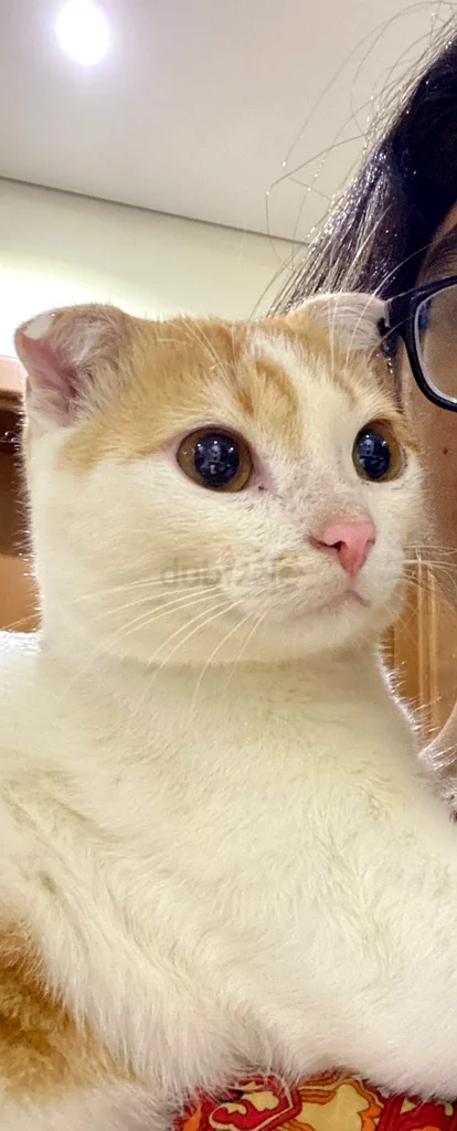 SCOTTISH FOLD KITTEN FOR ADOPTION FREE63220330373507112
