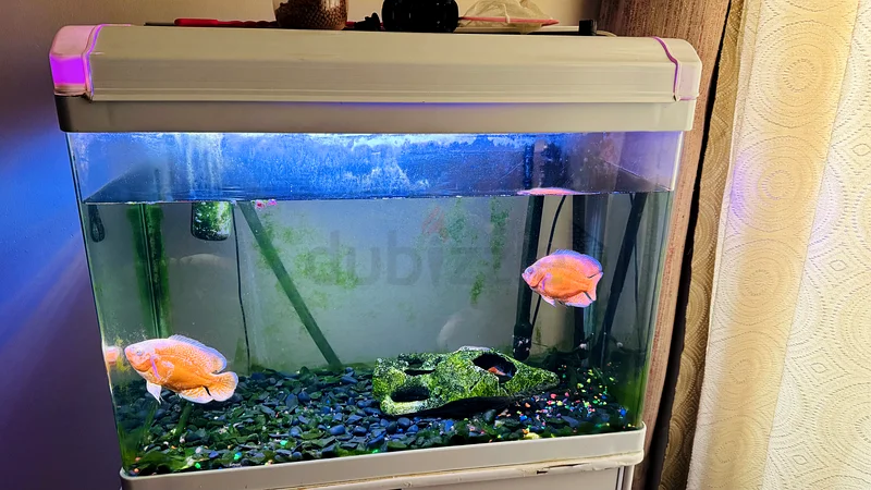 حوض أسماك جميل بطول 80 سم للبيع بسعر 350 درهمًا63173150743681111