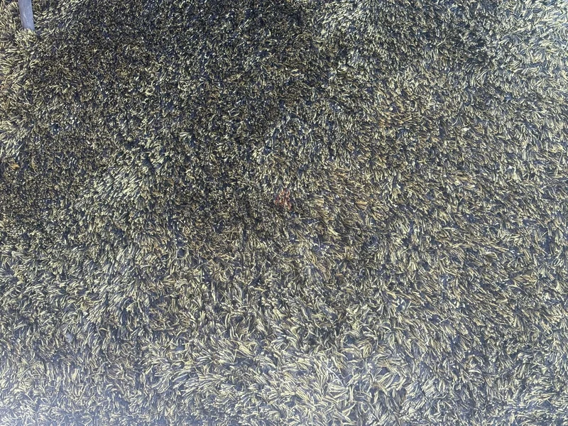 Green Carpet!63180366764801111