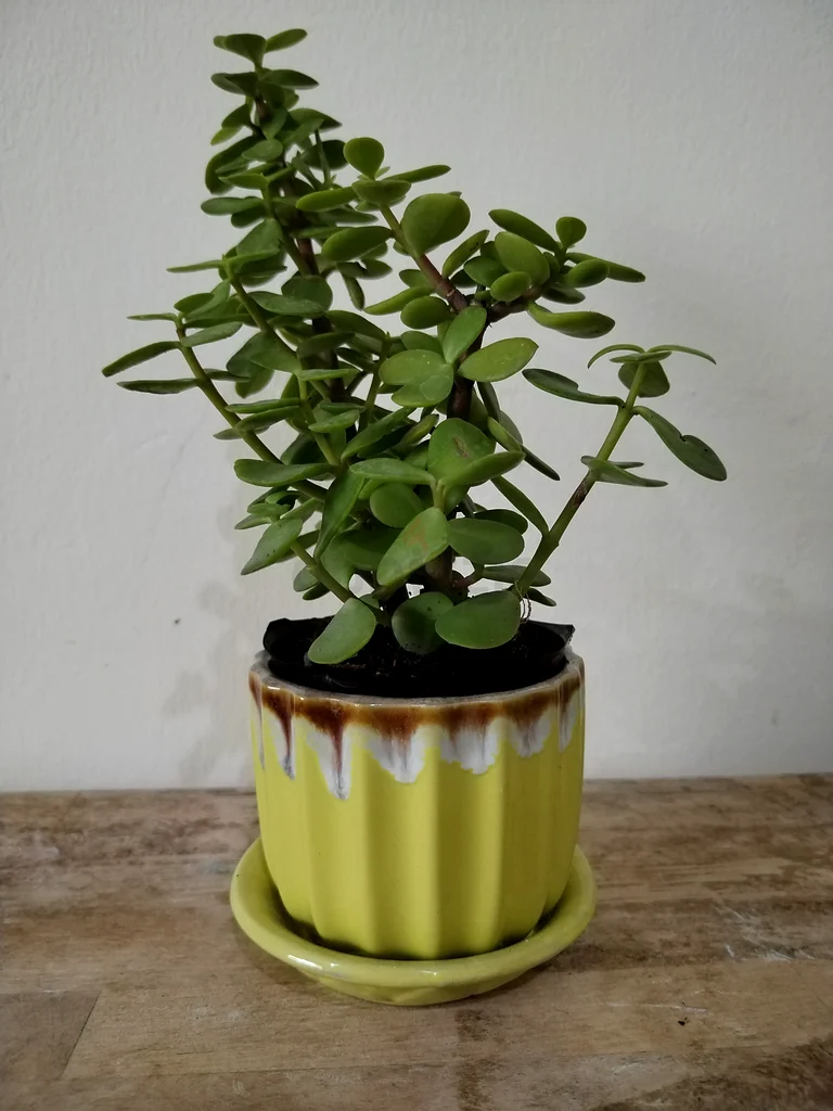 “Lucky Jade Plant in Ceramic Pot – AED 25 Only | Free Delivery on 4+”63219822877698114
