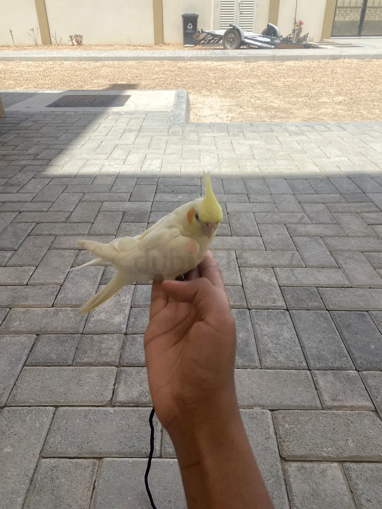 A lost cockatiel632326469598741129