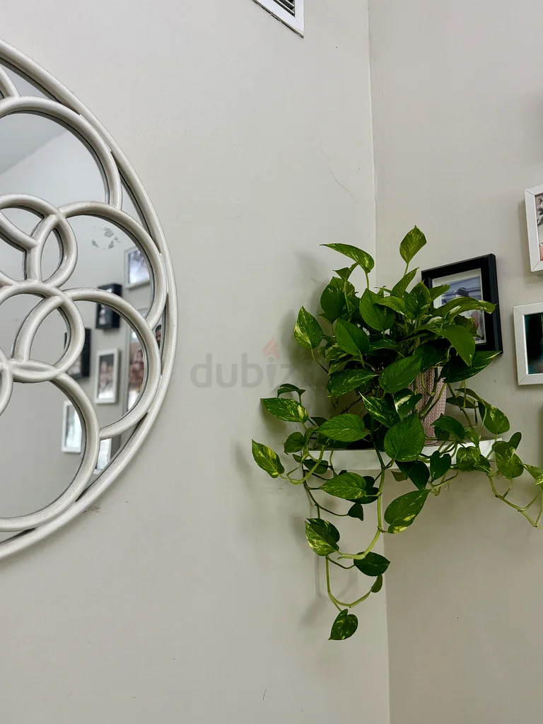 Indoor Plant for sale63219822850305111