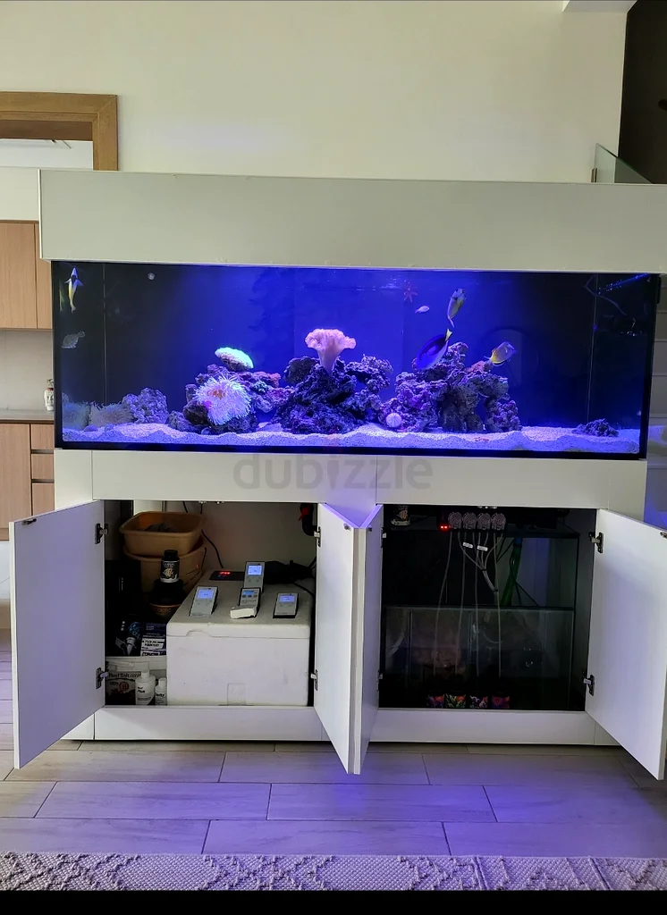 aquarium63233644987906114