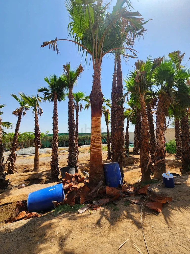 نبات63178906468995112