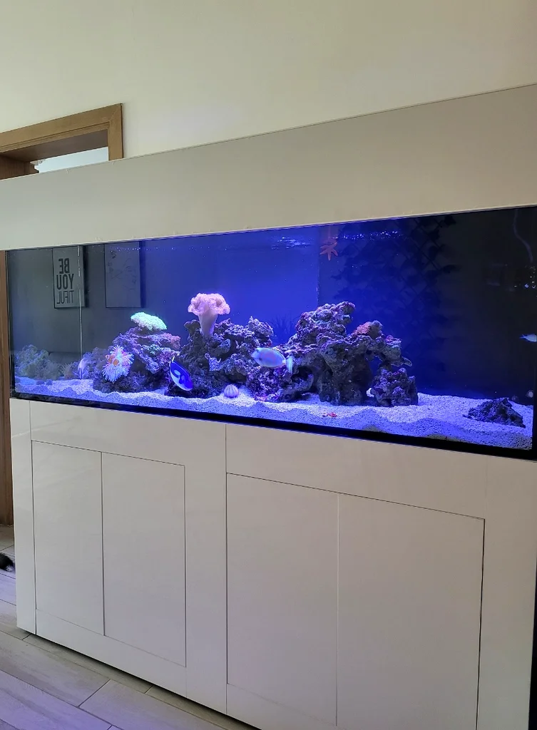 aquarium63233644987906111