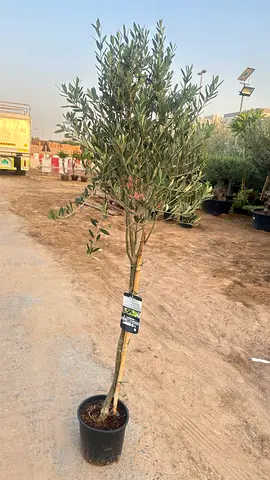 Olive Tree___