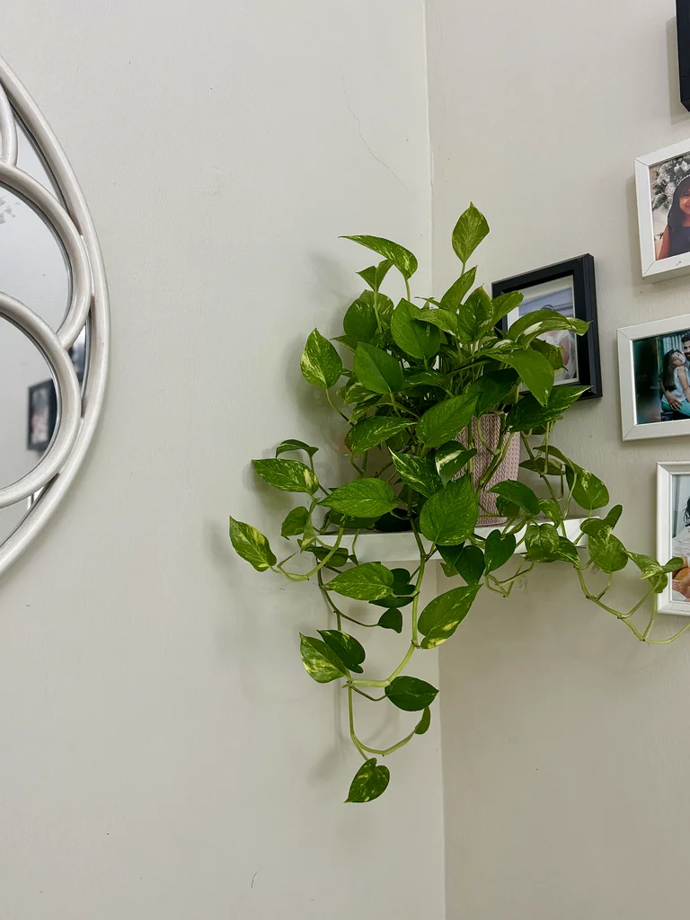 Indoor Plant for sale63219822850305112