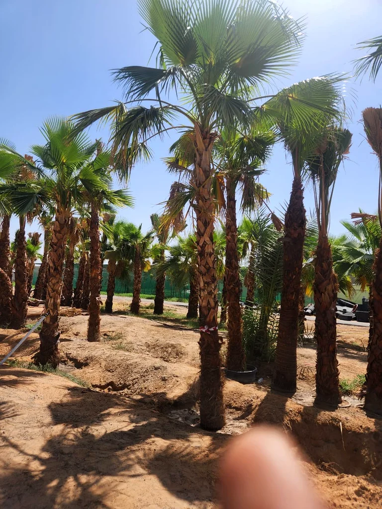 Beautiful Date Palm Tree - Perfect for Your Garden!63219822863746111