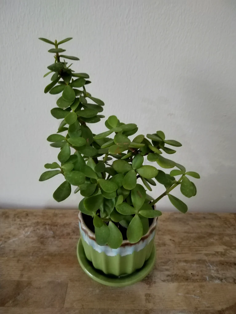 “Lucky Jade Plant in Ceramic Pot – AED 25 Only | Free Delivery on 4+”63219822877698112