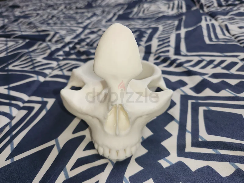 حامل نظارات شمسية ومجوهرات على شكل جمجمة بارد للنوم أو طاولة تزيين.632198261242891119