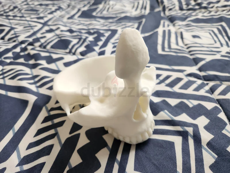 حامل نظارات شمسية ومجوهرات على شكل جمجمة بارد للنوم أو طاولة تزيين.63219826124289111