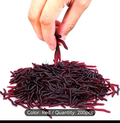 High-Quality Live Red Worms bait for fishing- 50 pcs
