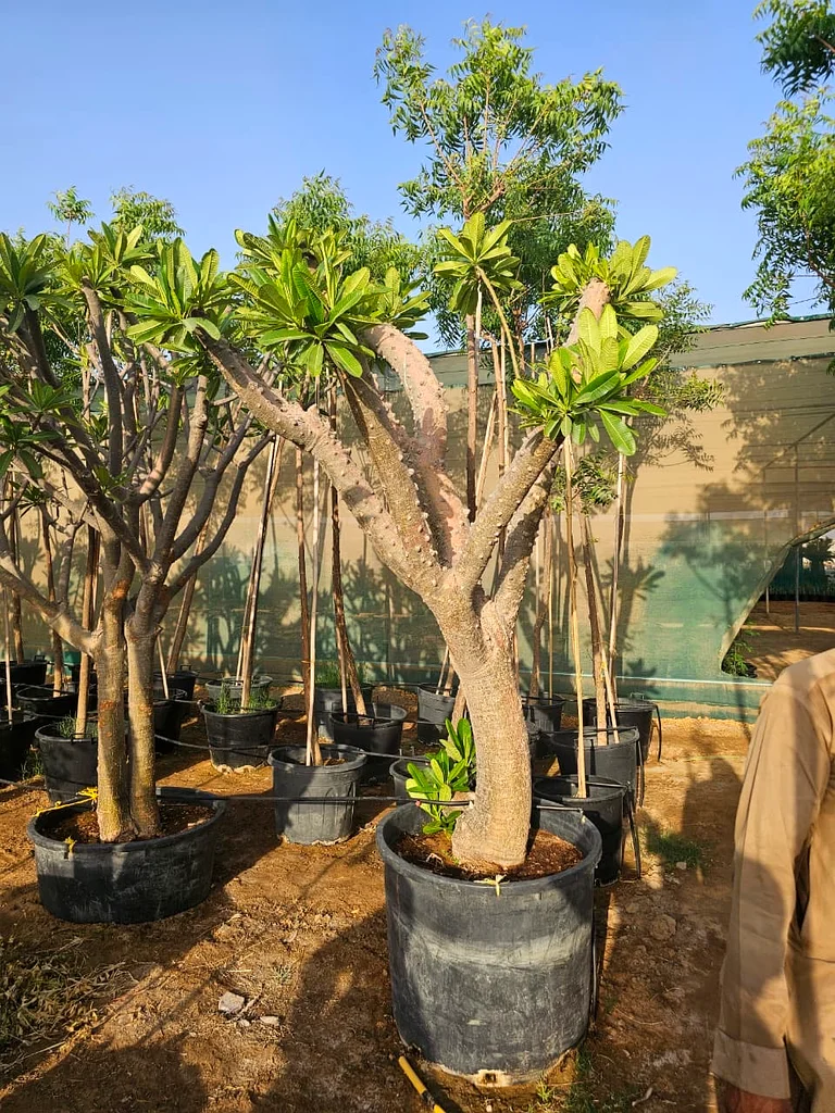 نبات63178906468995111