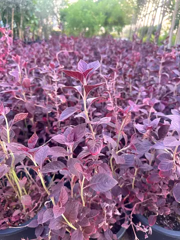 Iresine lindenii (Bloodleaf Iresine)