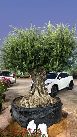Spainish Tree ~ Olive Tree ~ 1300mm Trunk Dia